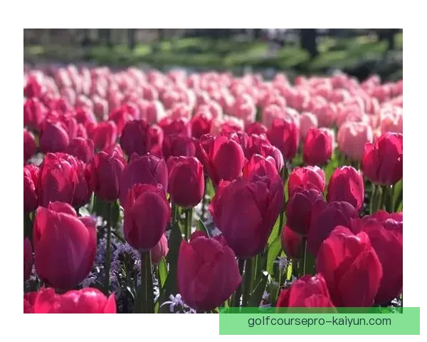 荷兰郁金香足球迎来新一季欧战，信心倍增目标誓夺荣耀